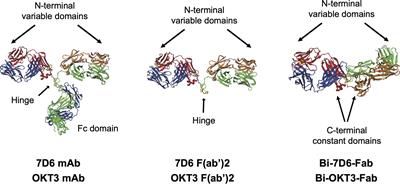 Rigid crosslinking of the CD3 complex leads to superior T cell stimulation